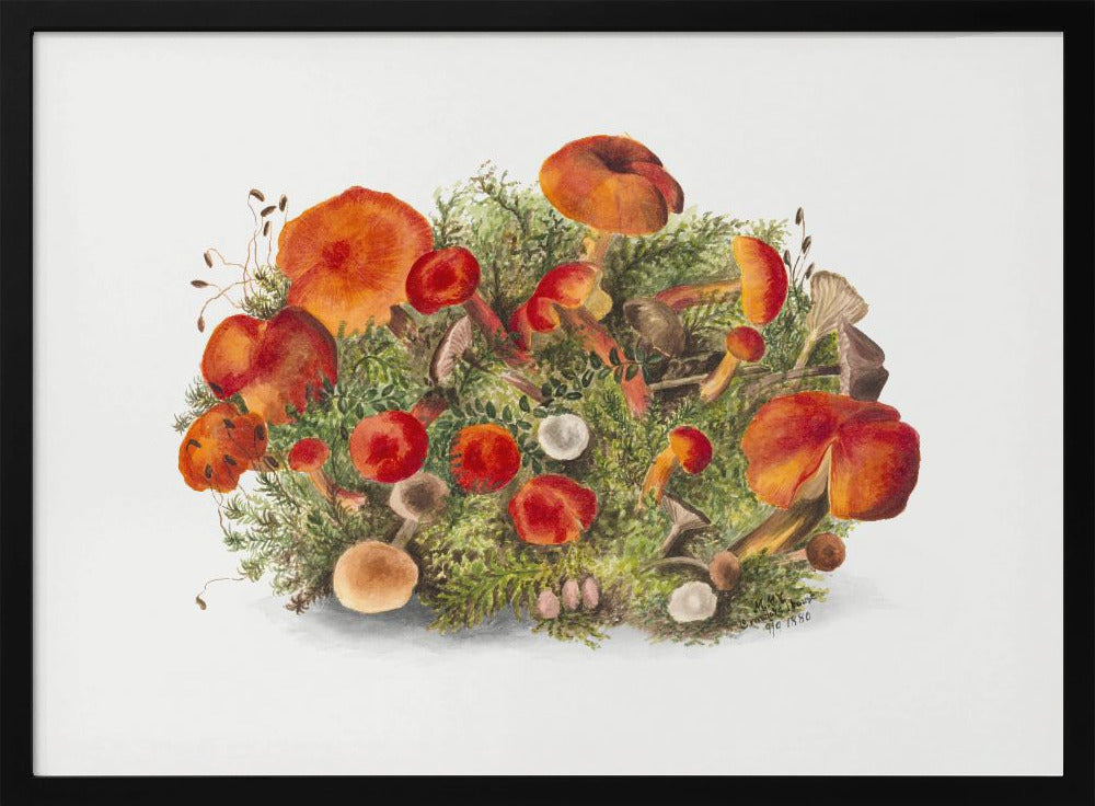 Study of Mushrooms (1880) Horizontal | Poster