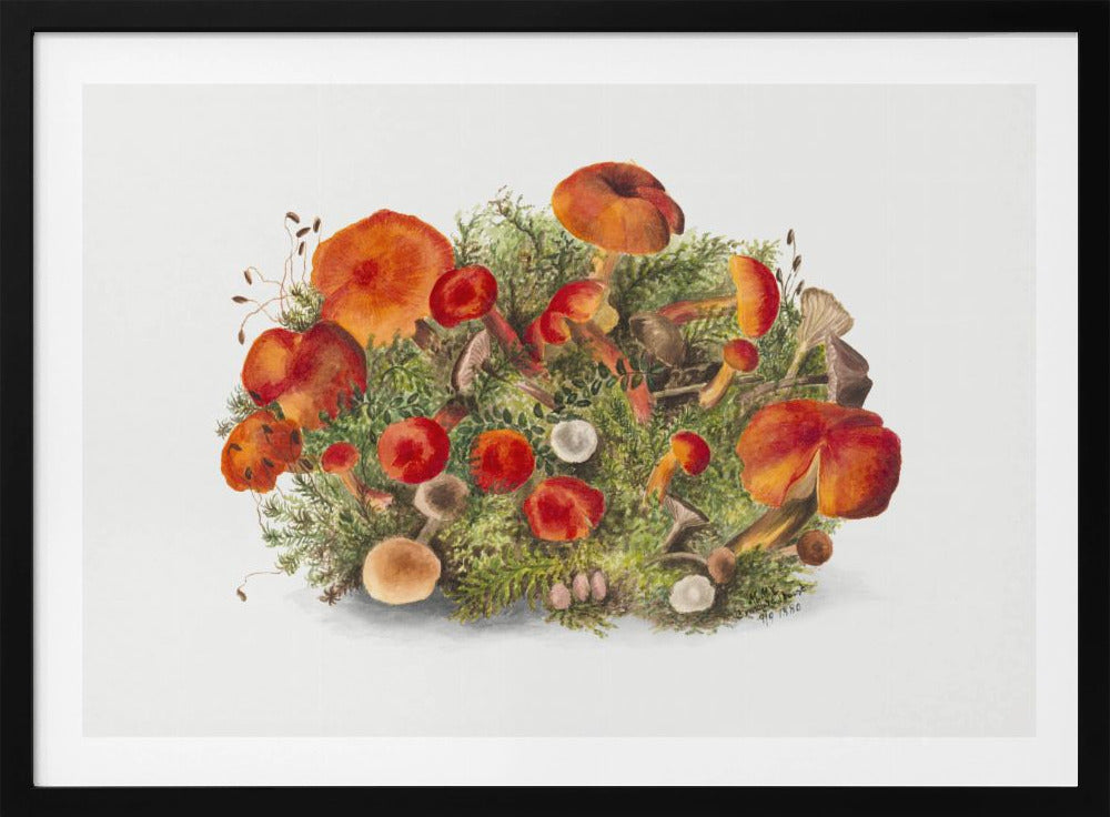 Study of Mushrooms (1880) Horizontal | Poster