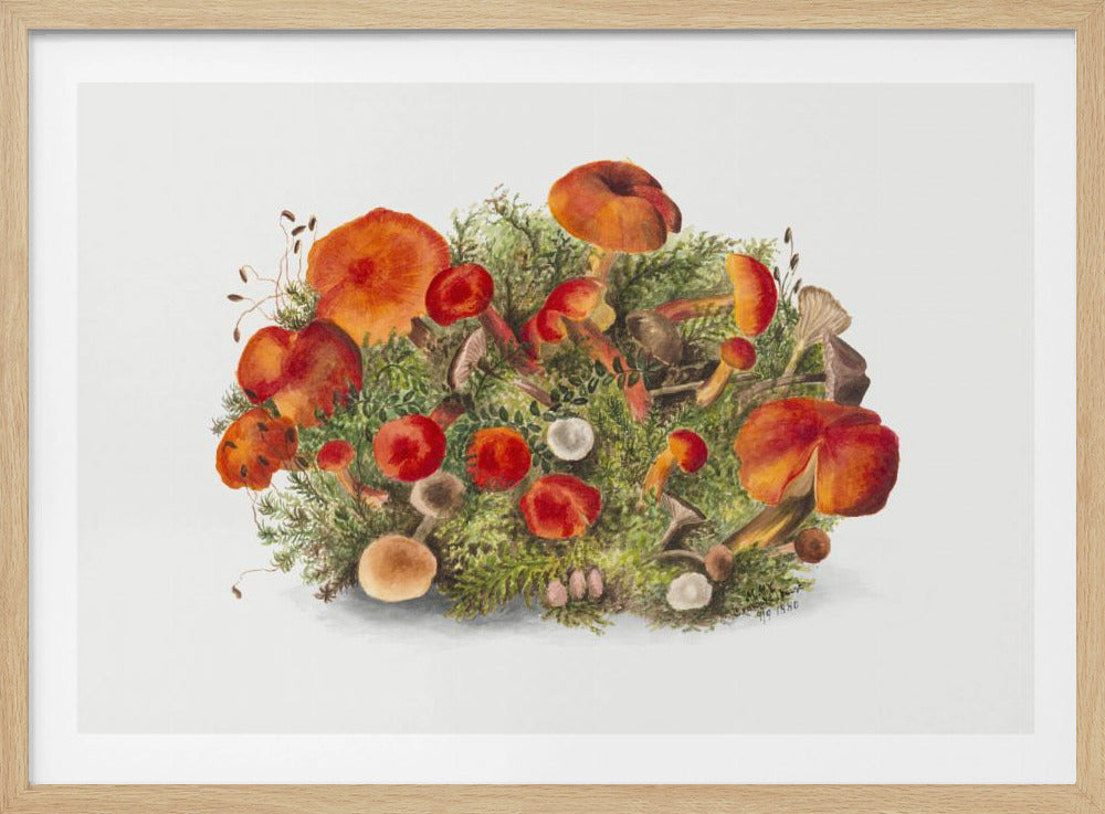 Study of Mushrooms (1880) Horizontal | Poster