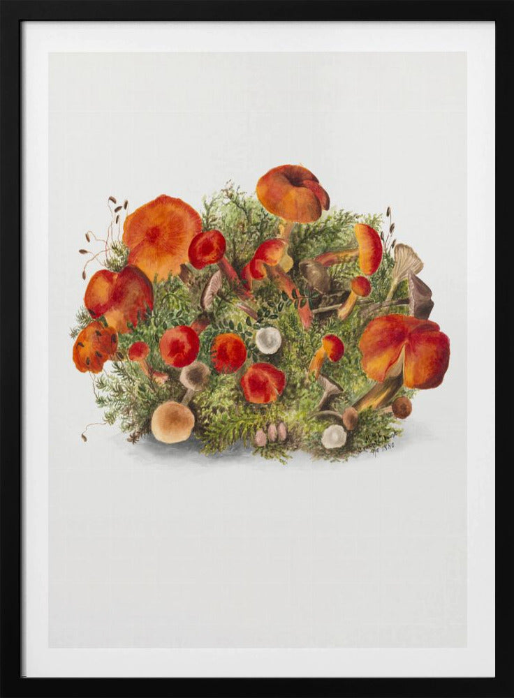 Study of Mushrooms (1880) Portrait Mode | Poster