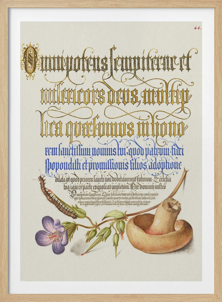 Mushroom Poster | Poster