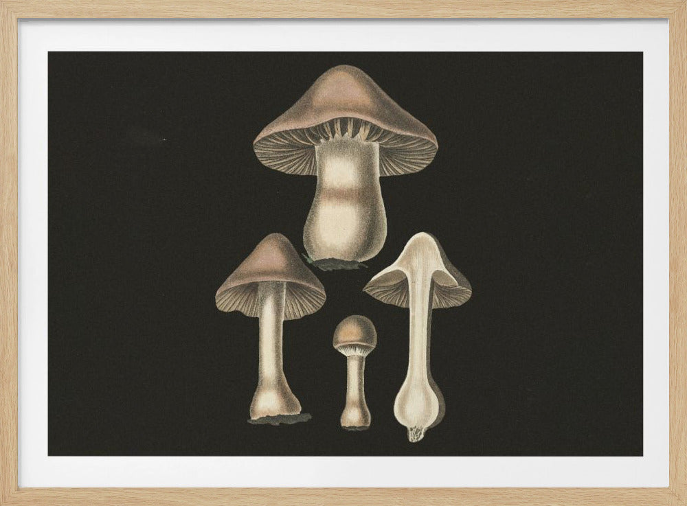 Agaricus Bulbosus  Dark Background | Poster