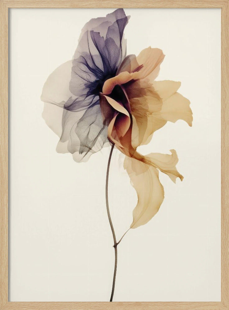 Chiffon Flower | Poster