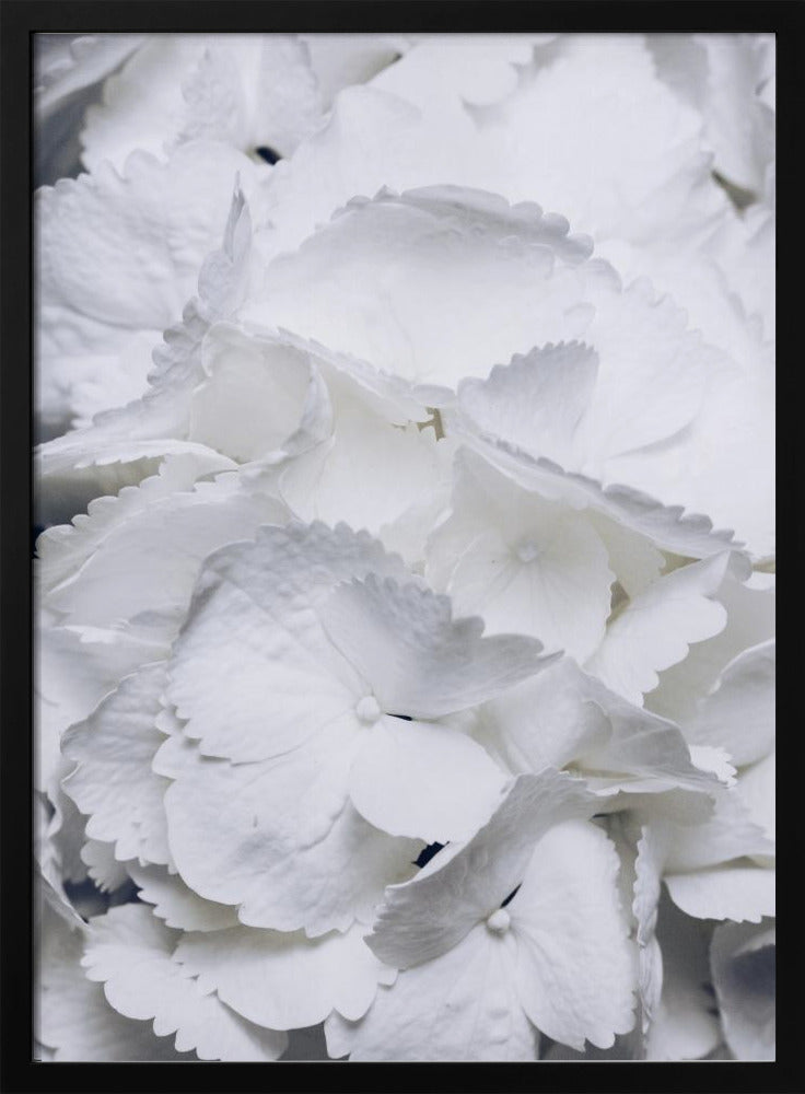 Delicate White Hydrangea Petals | Poster