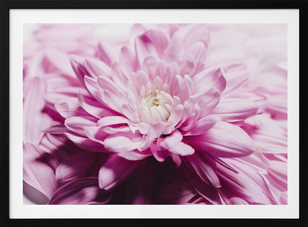 pink Chrysanthemum Blossom | Poster