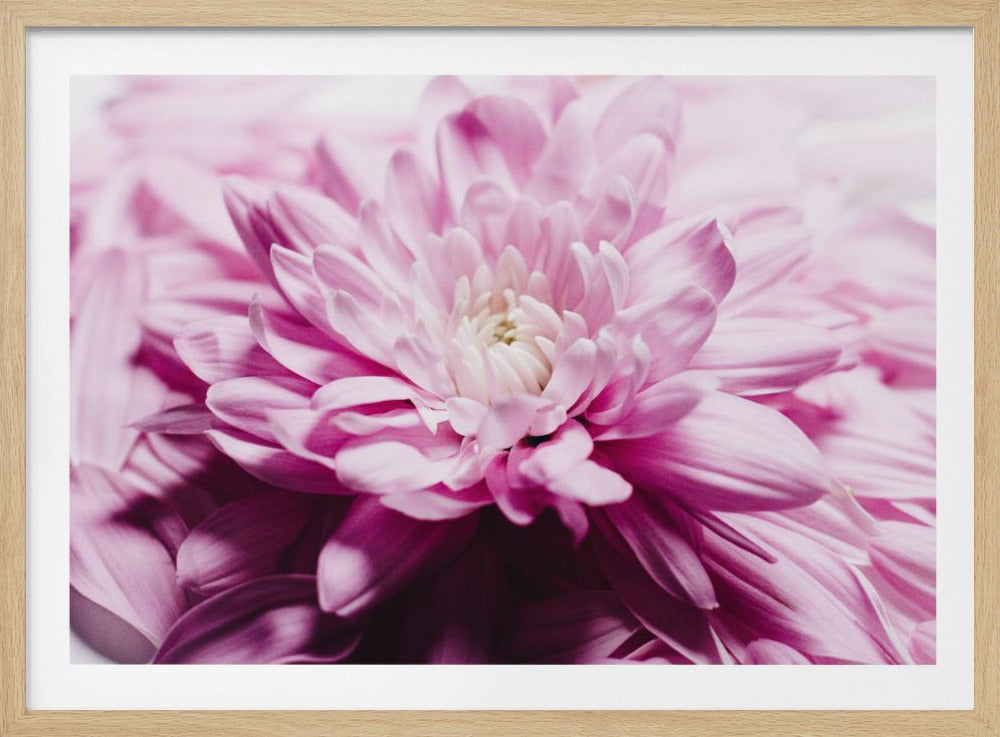 pink Chrysanthemum Blossom | Poster