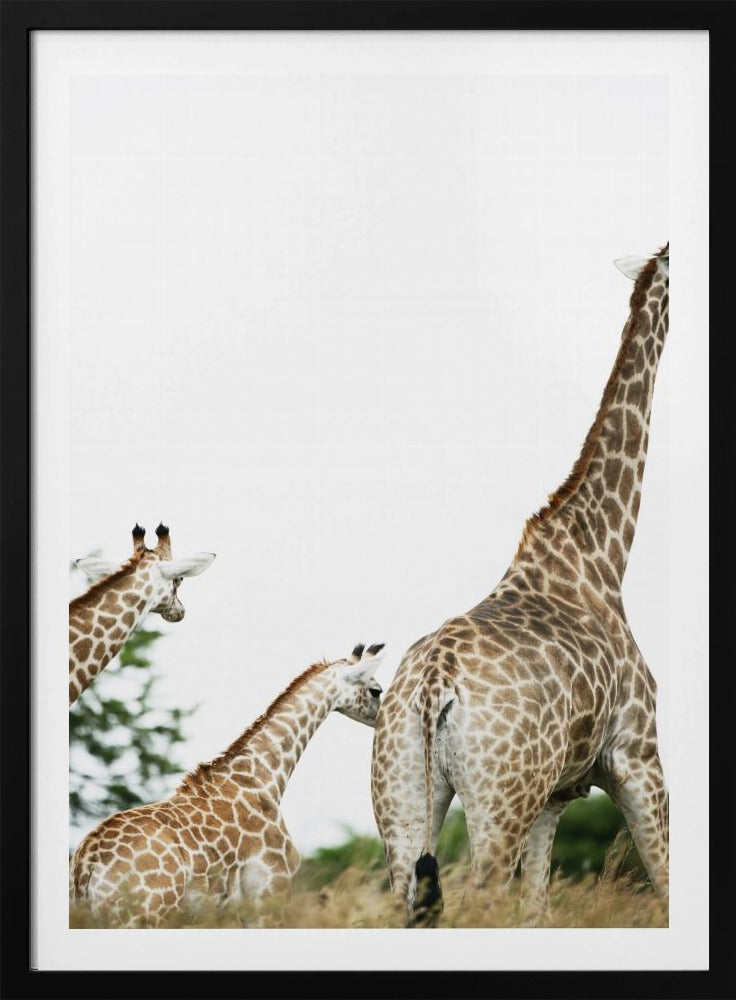 Giraffe Stroll | Poster
