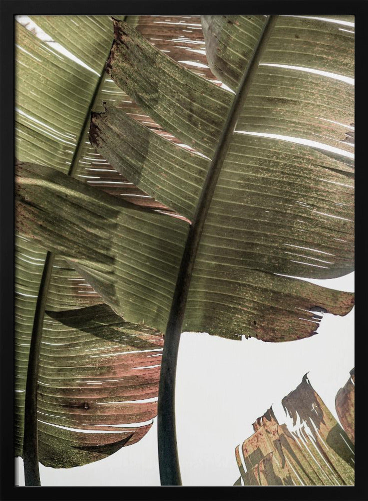 Tropical Serenity | Poster