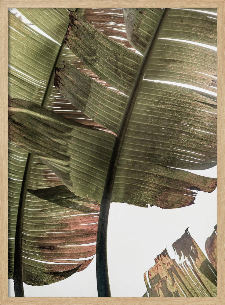 Tropical Serenity | Poster