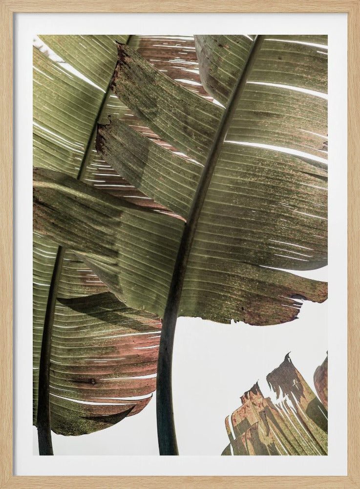 Tropical Serenity | Poster