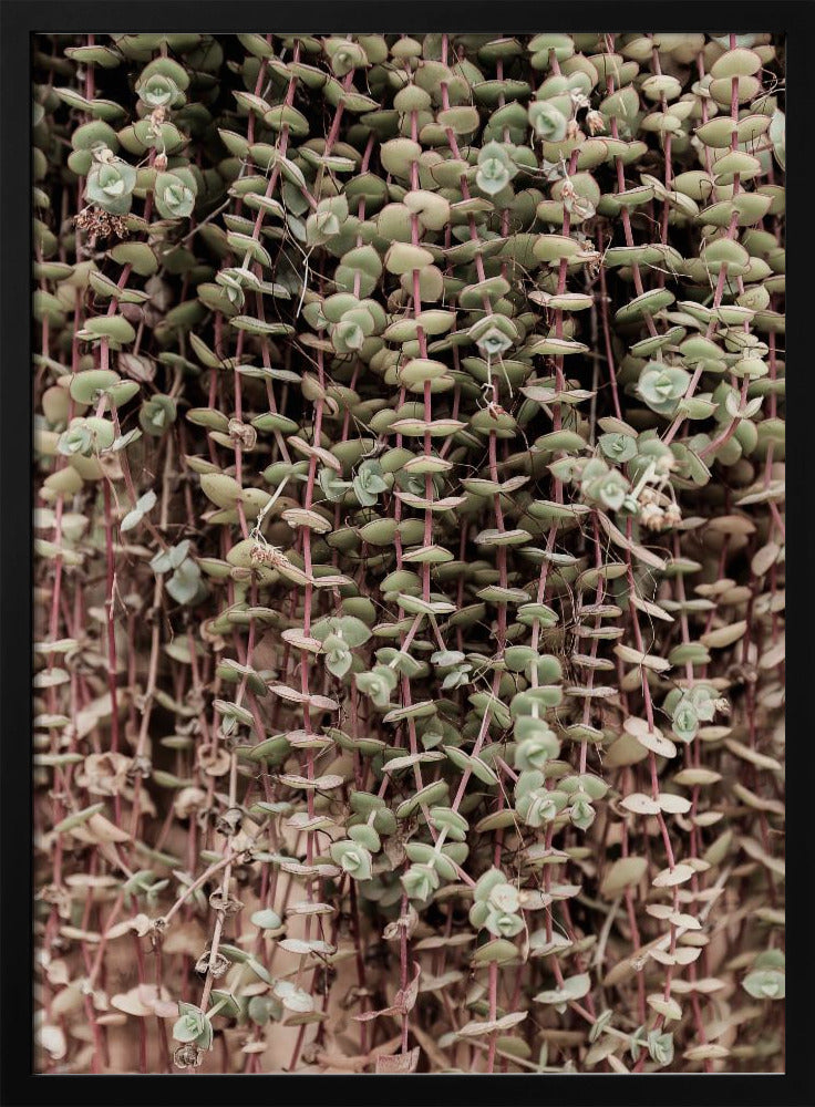 Succulent Symphony | Poster