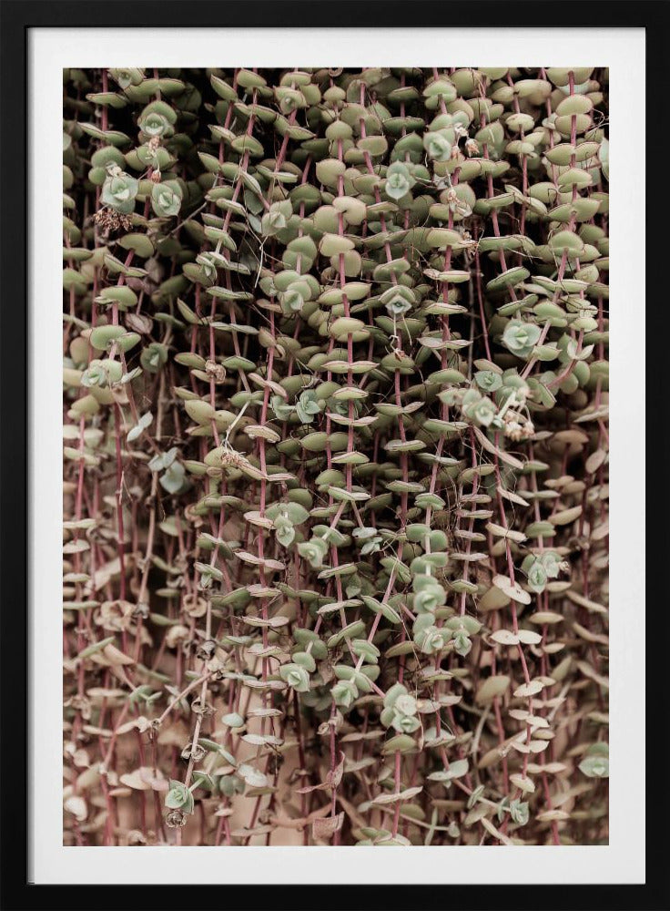 Succulent Symphony | Poster