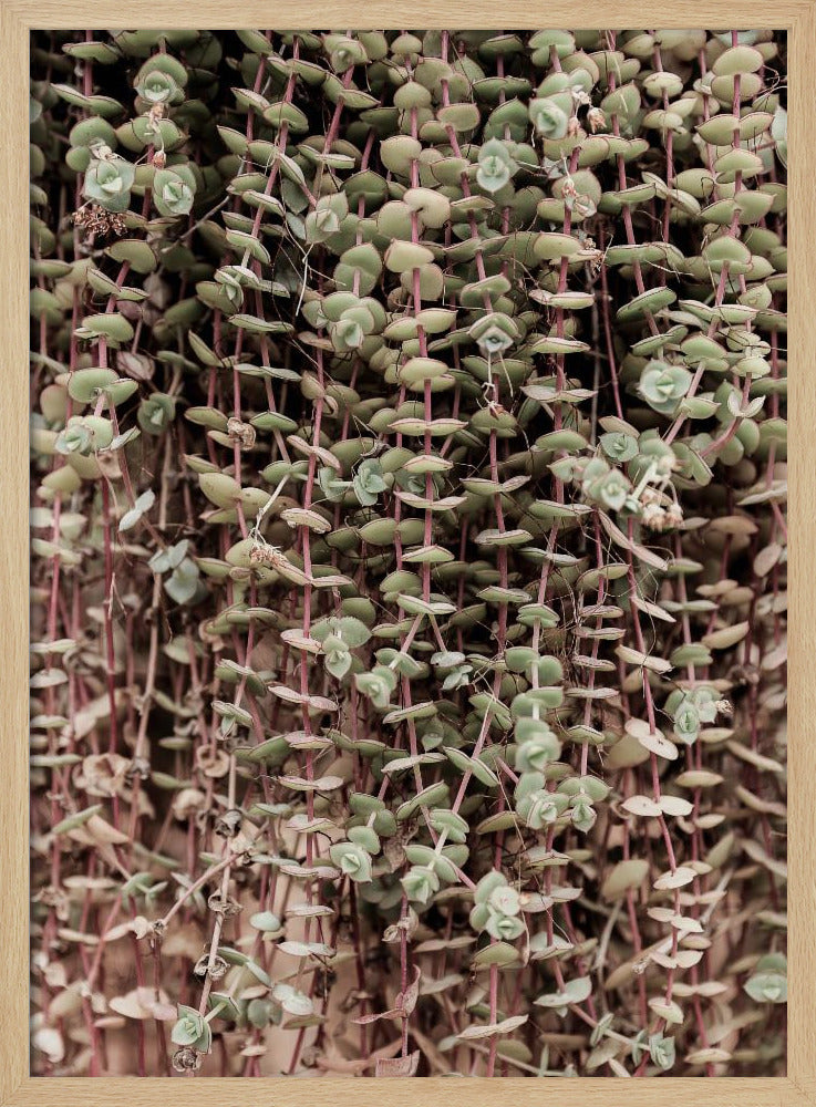 Succulent Symphony | Poster