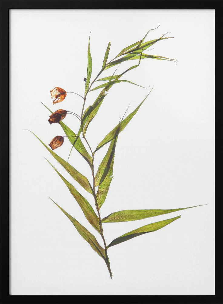 Whispering Leaves | Poster