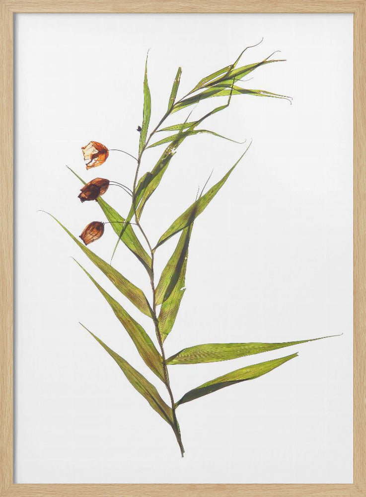 Whispering Leaves | Poster