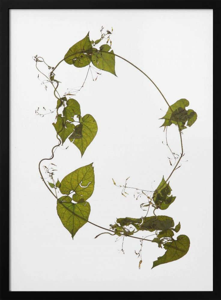 Leafy Circle Dance | Poster
