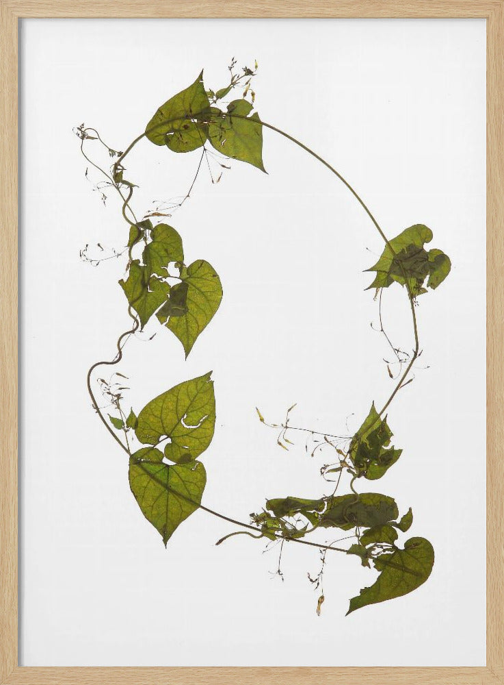 Leafy Circle Dance | Poster