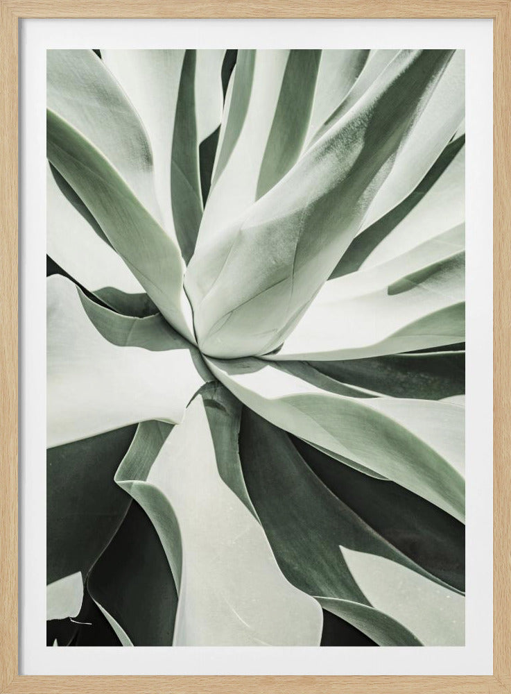 Succulent Harmony | Poster
