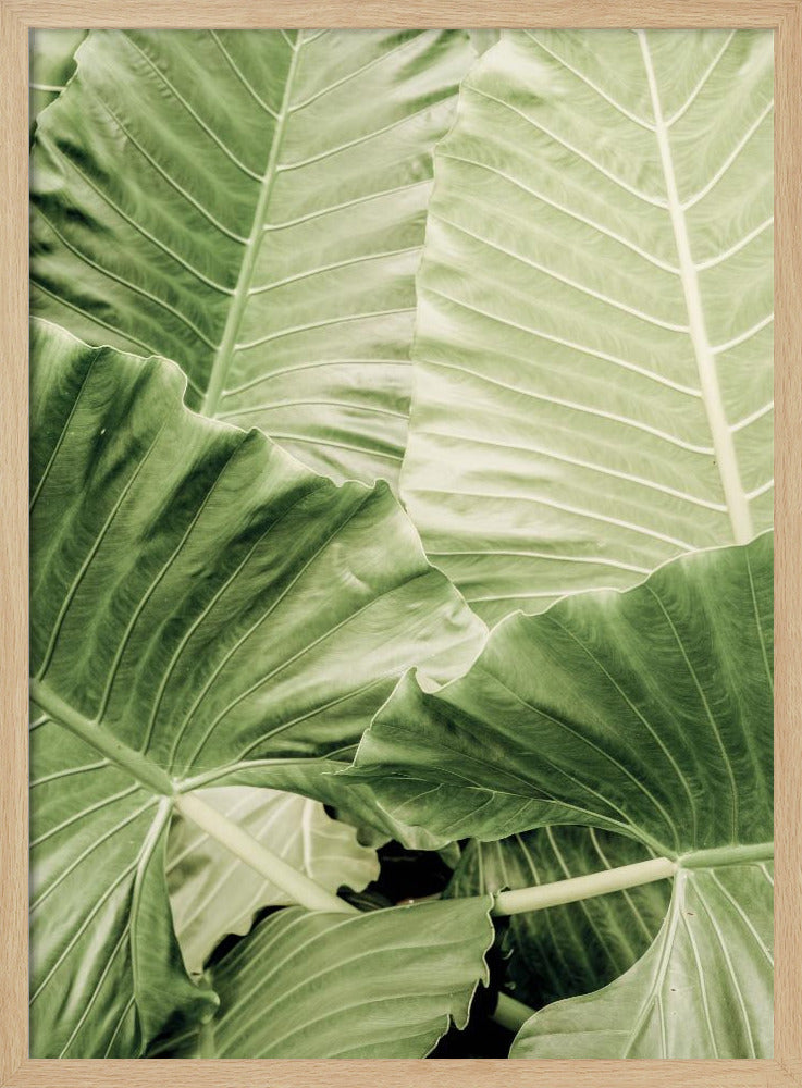 Verdant Foliage | Poster