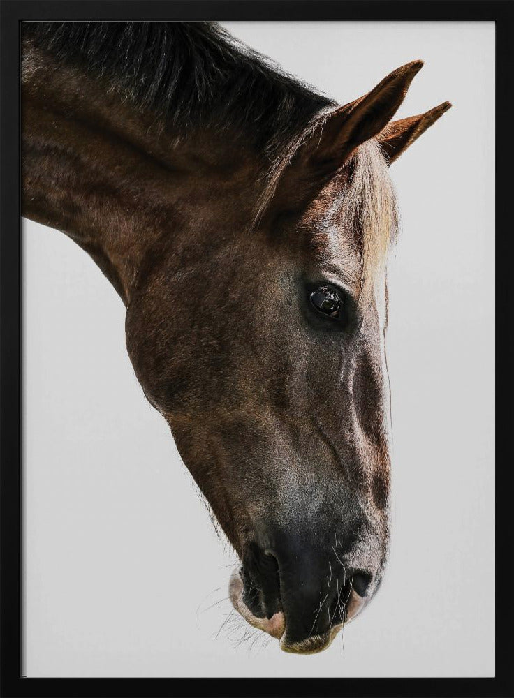Majestic Equine Gaze | Poster