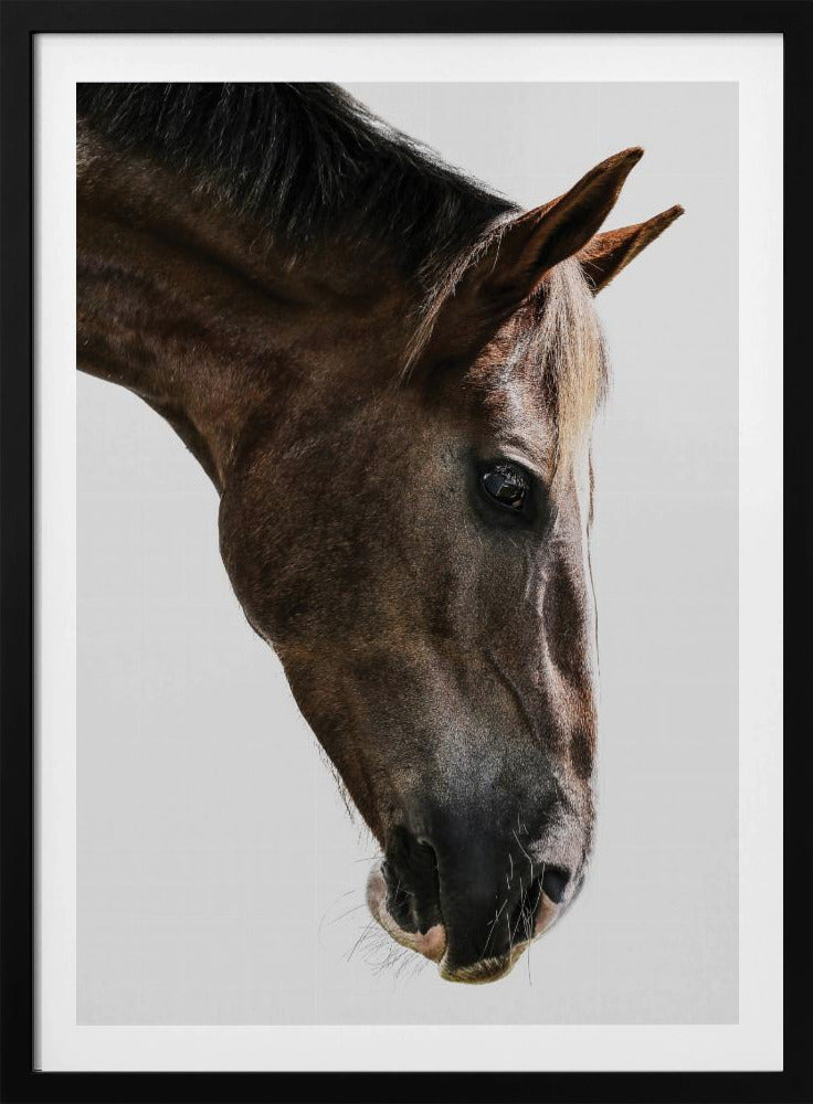 Majestic Equine Gaze | Poster