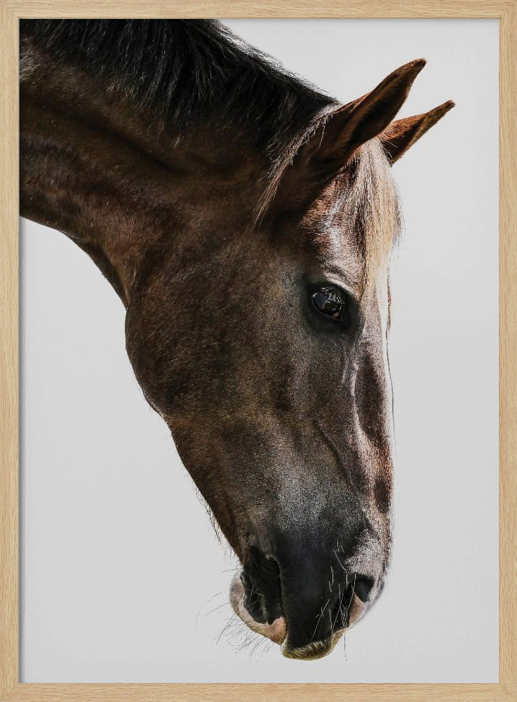 Majestic Equine Gaze | Poster
