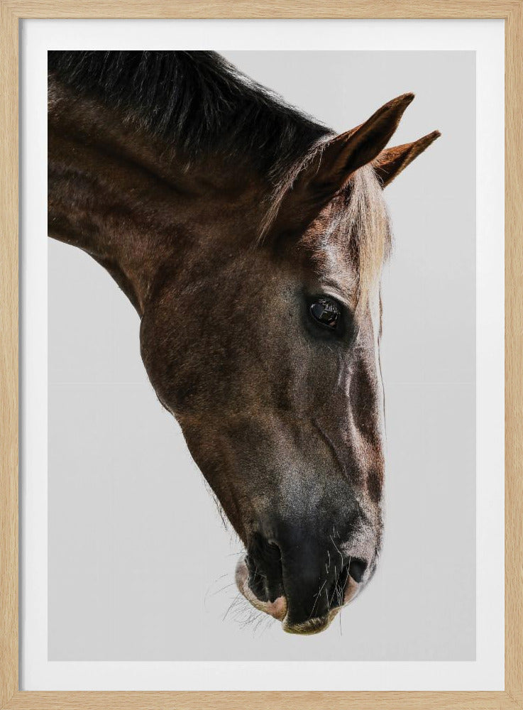 Majestic Equine Gaze | Poster