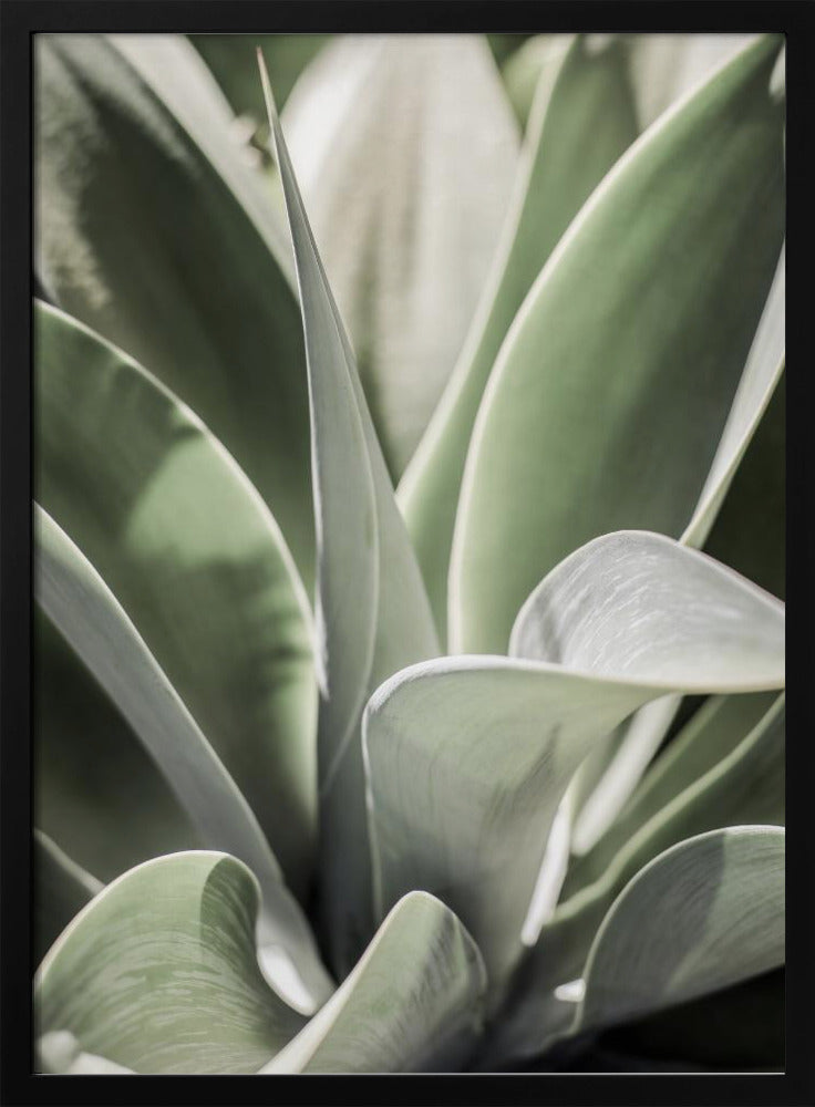 Agave Whisper | Poster