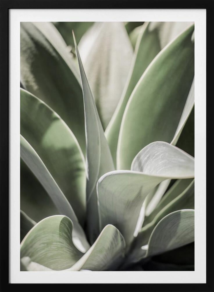 Agave Whisper | Poster