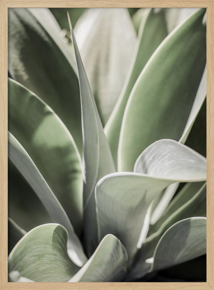 Agave Whisper | Poster
