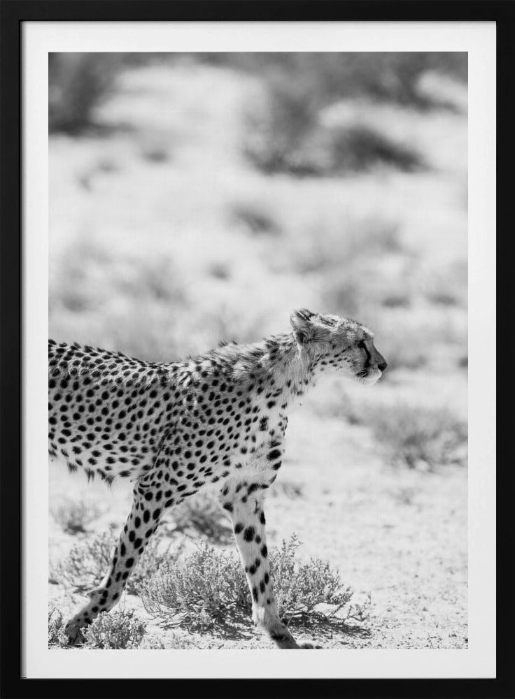 Cheetah&#039;s Grace | Poster