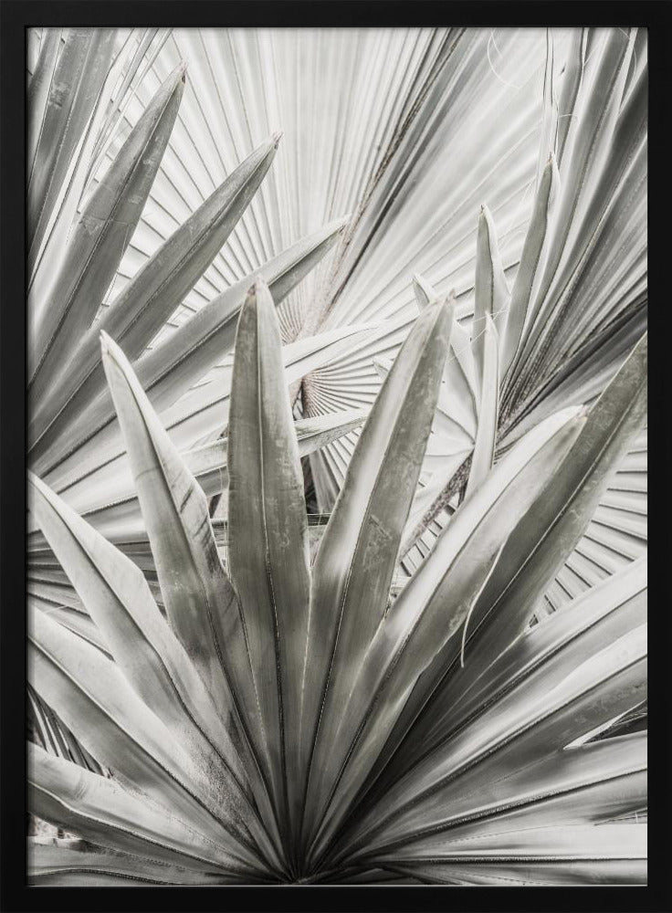 Silver Fronds | Poster