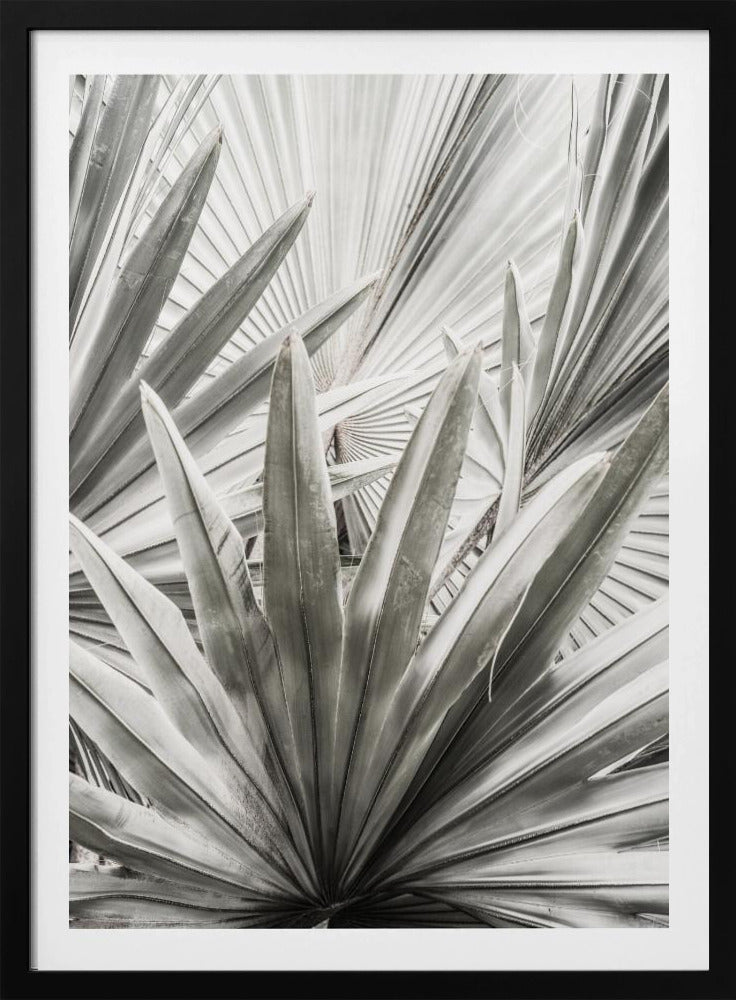 Silver Fronds | Poster