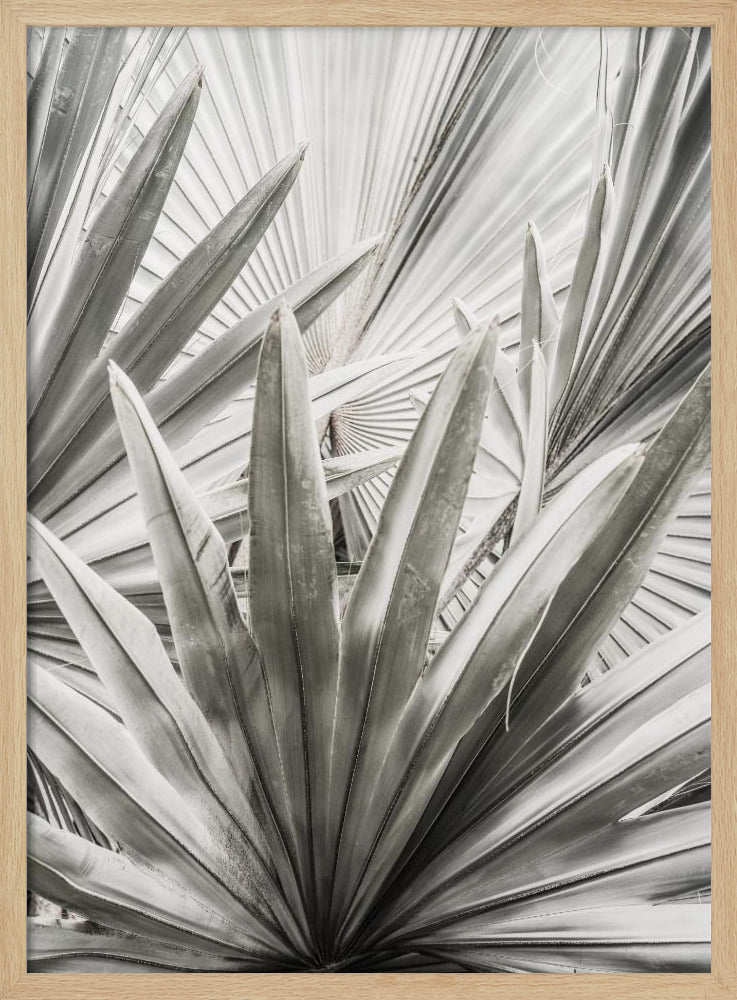 Silver Fronds | Poster