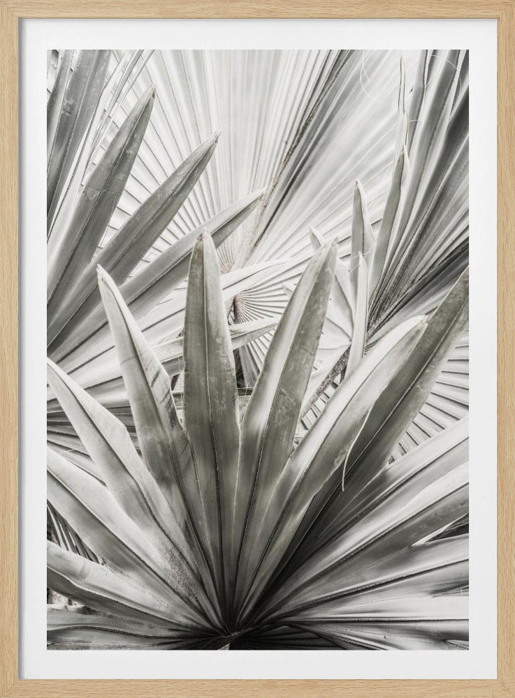 Silver Fronds | Poster