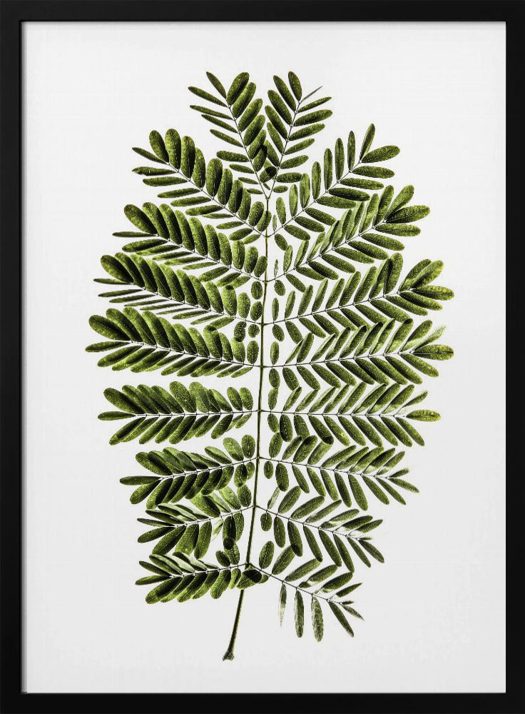 Fern&#039;s Symphony | Poster