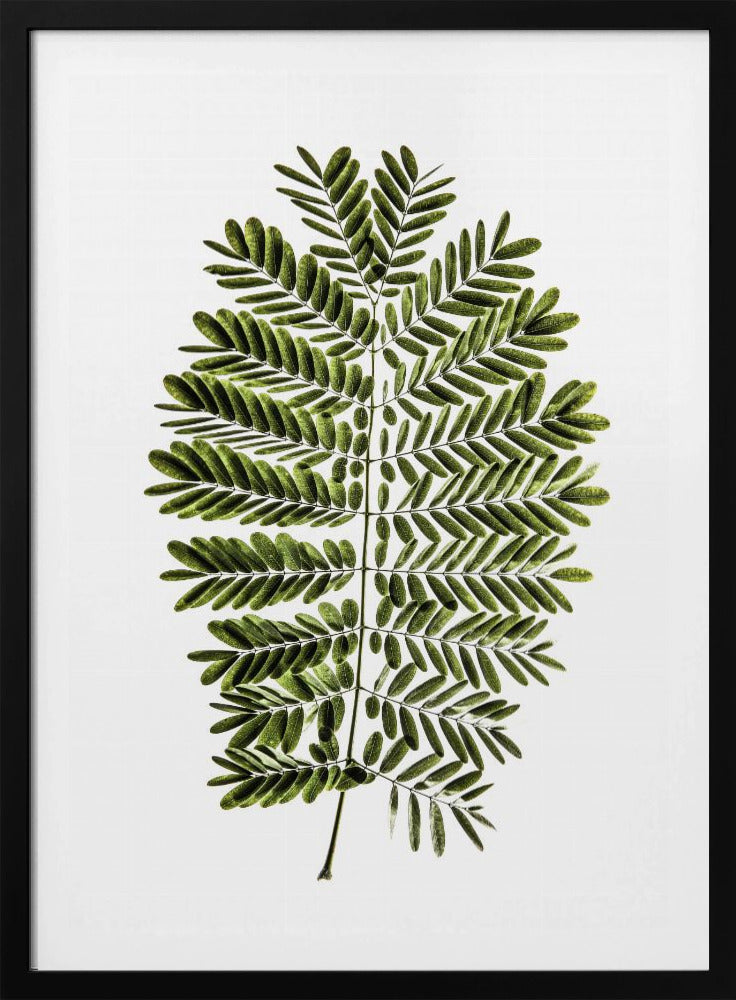 Fern&#039;s Symphony | Poster