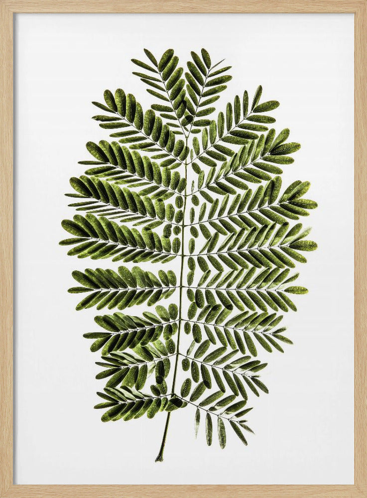 Fern&#039;s Symphony | Poster