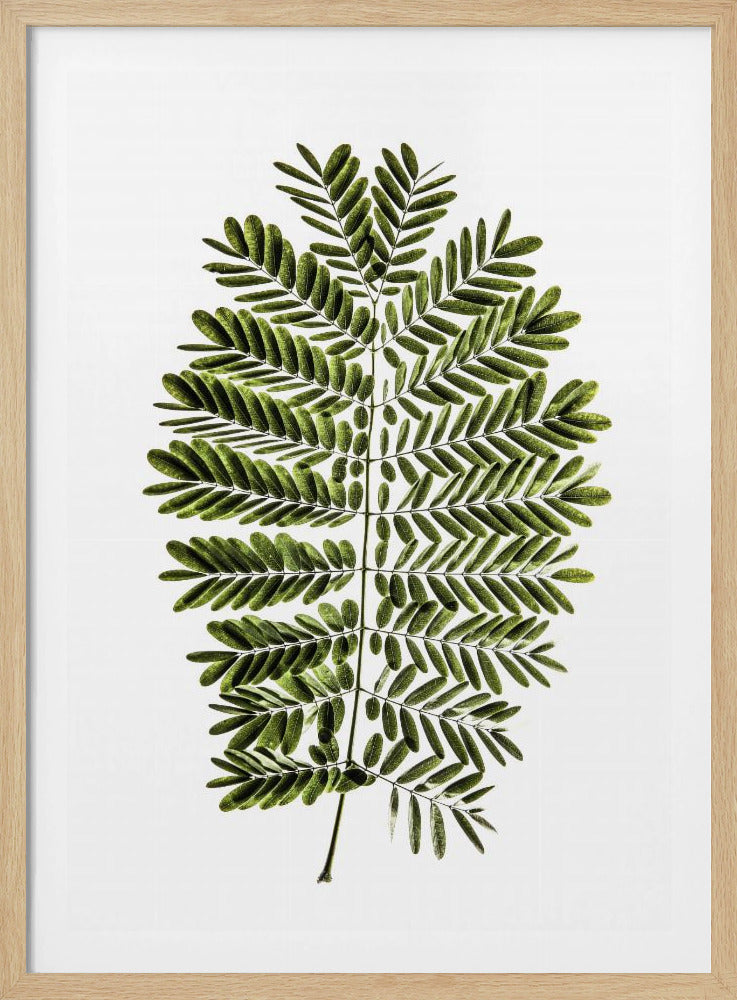 Fern&#039;s Symphony | Poster