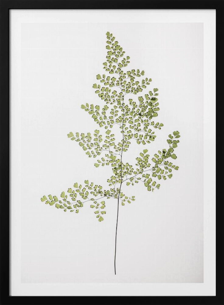 Fern Elegance | Poster