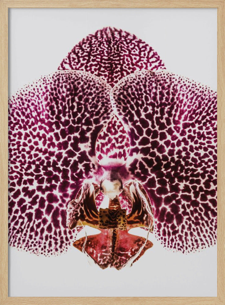 Petal Symmetry Burst | Poster