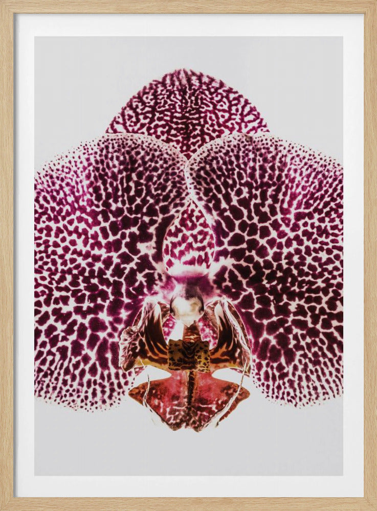 Petal Symmetry Burst | Poster