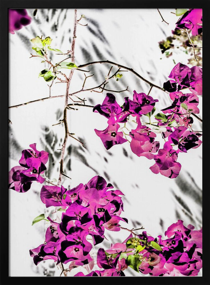 Vibrant Petal Dance | Poster