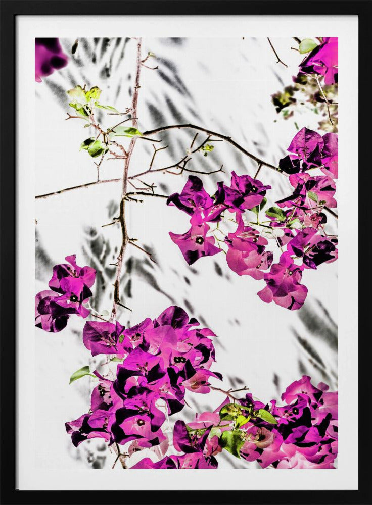 Vibrant Petal Dance | Poster