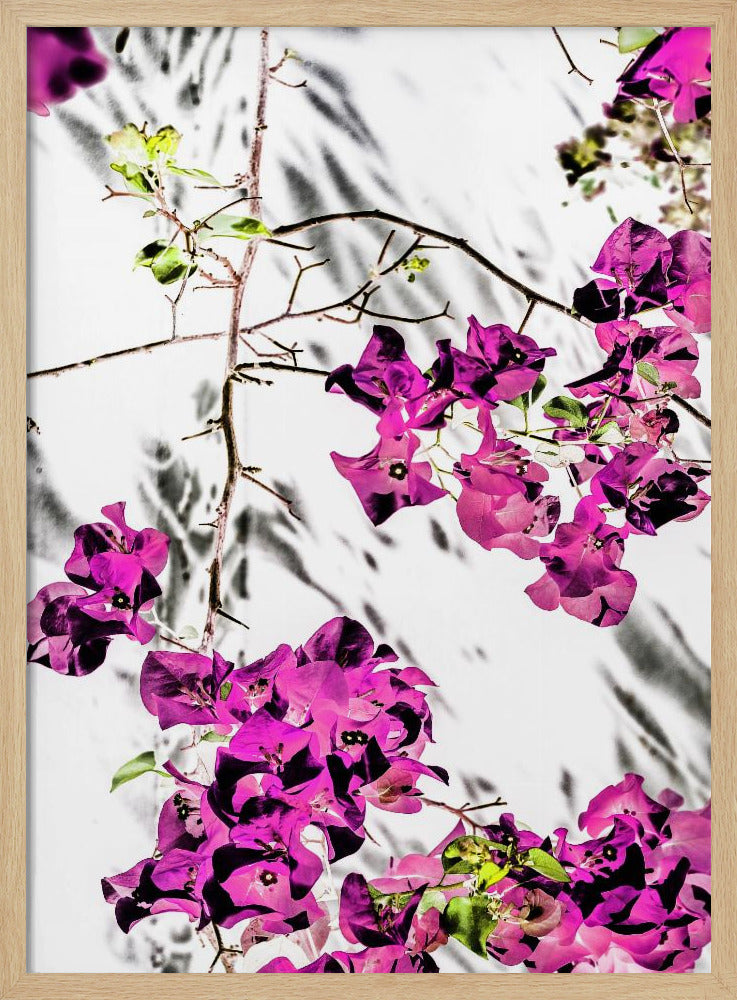 Vibrant Petal Dance | Poster