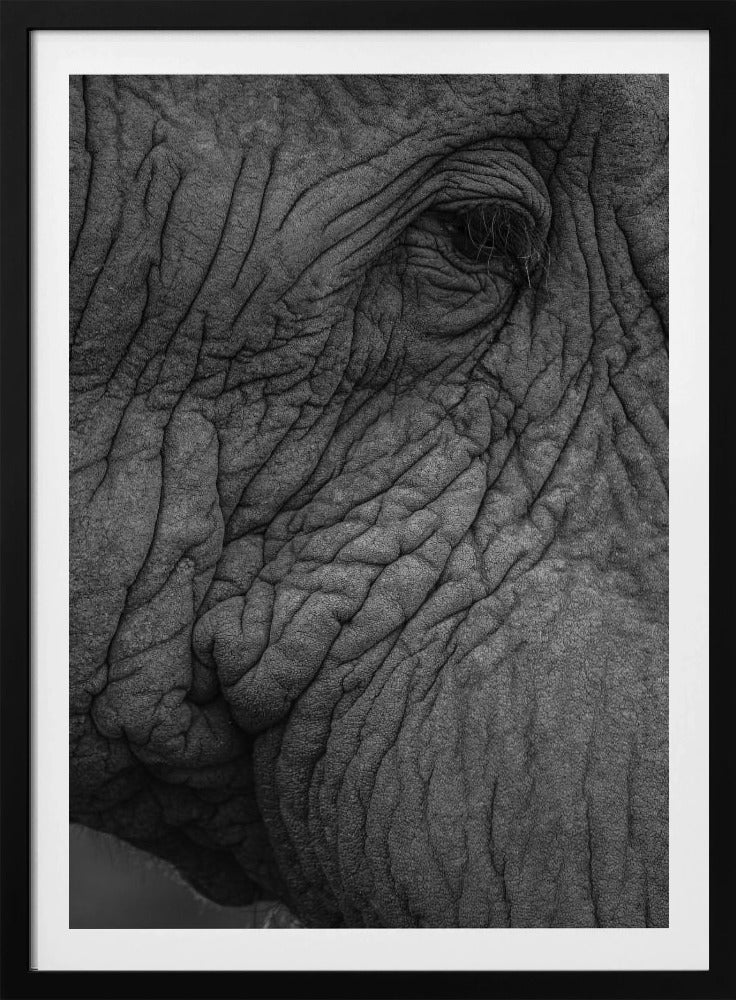 Elephant&#039;s Wisdom | Poster