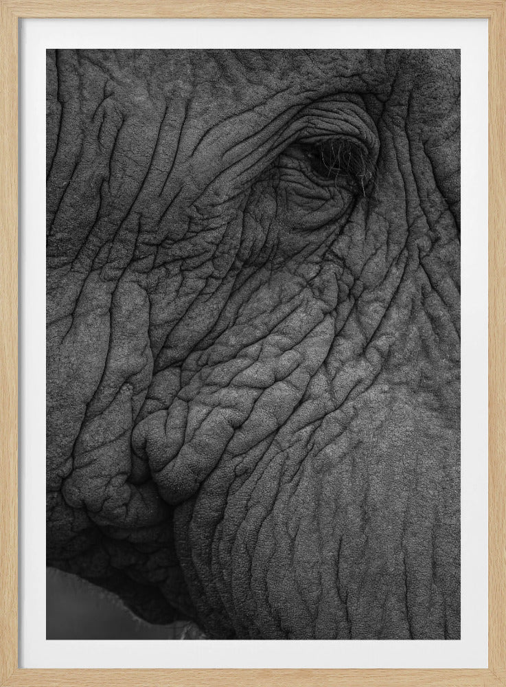 Elephant&#039;s Wisdom | Poster