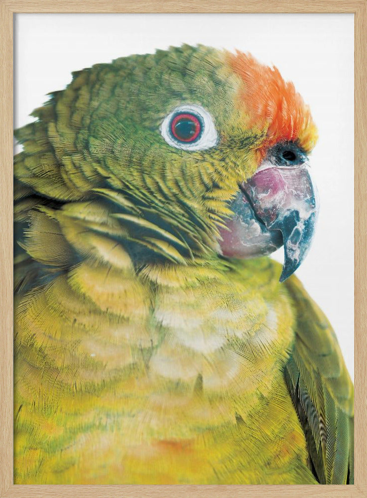 Vibrant Parrot Glance | Poster