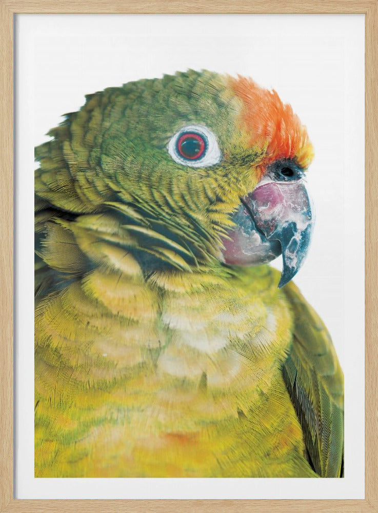 Vibrant Parrot Glance | Poster
