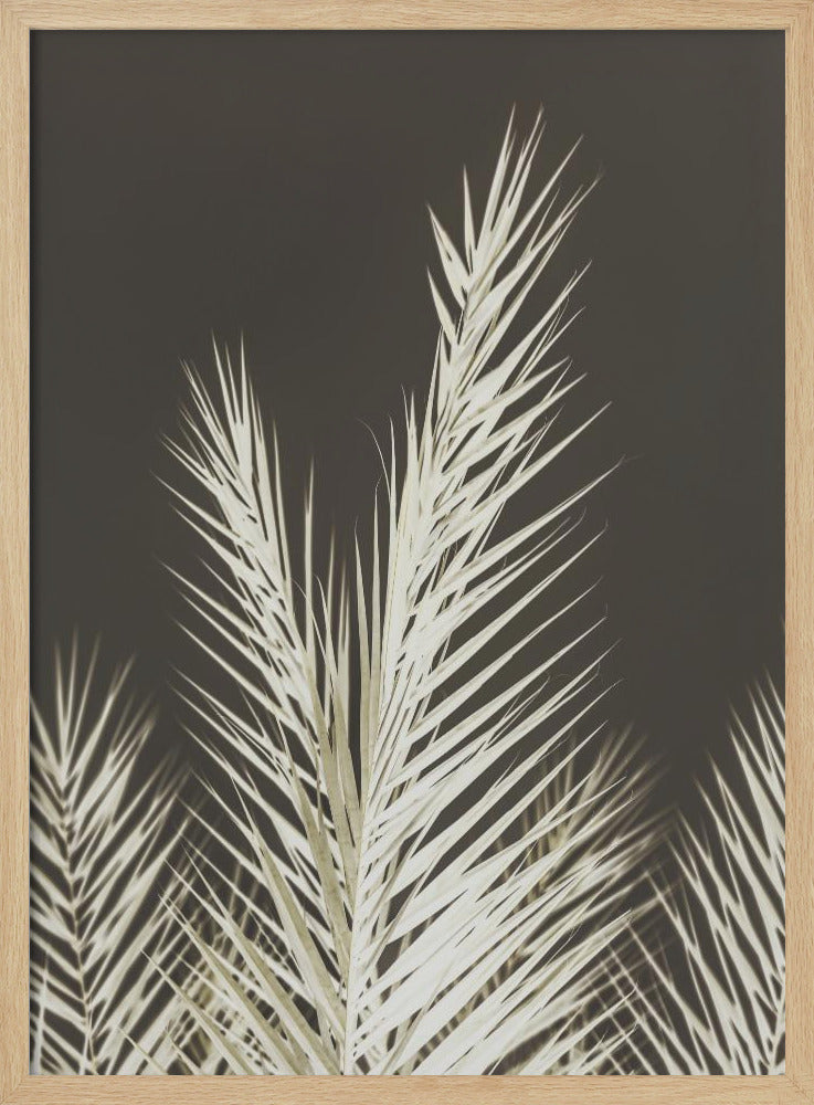 Luminescent Fronds | Poster